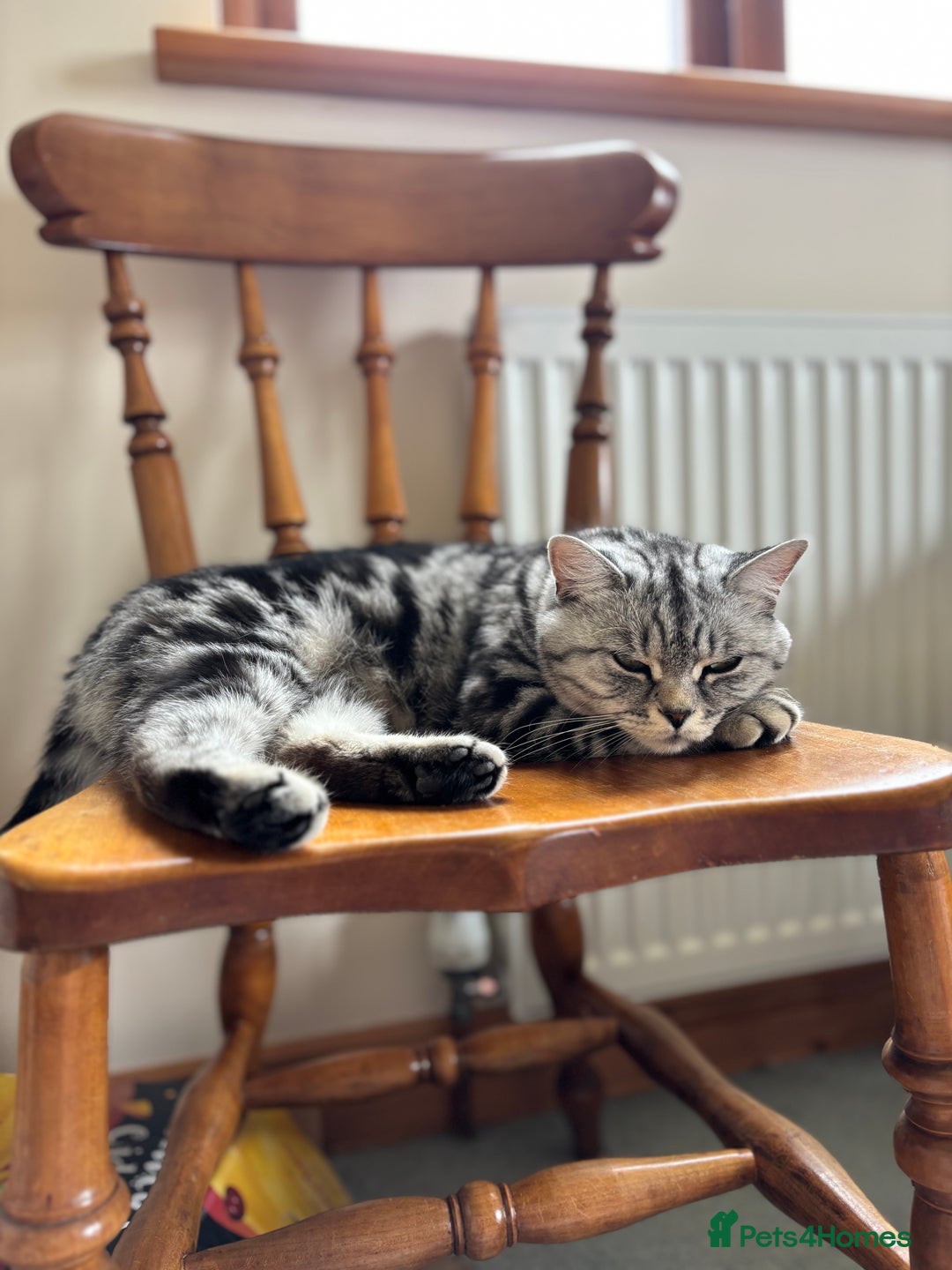 British Shorthair cats for sale: ❤️❤️ GORGEOUS SILVER TABBY BSH GCCF ❤️❤️ - Image 4