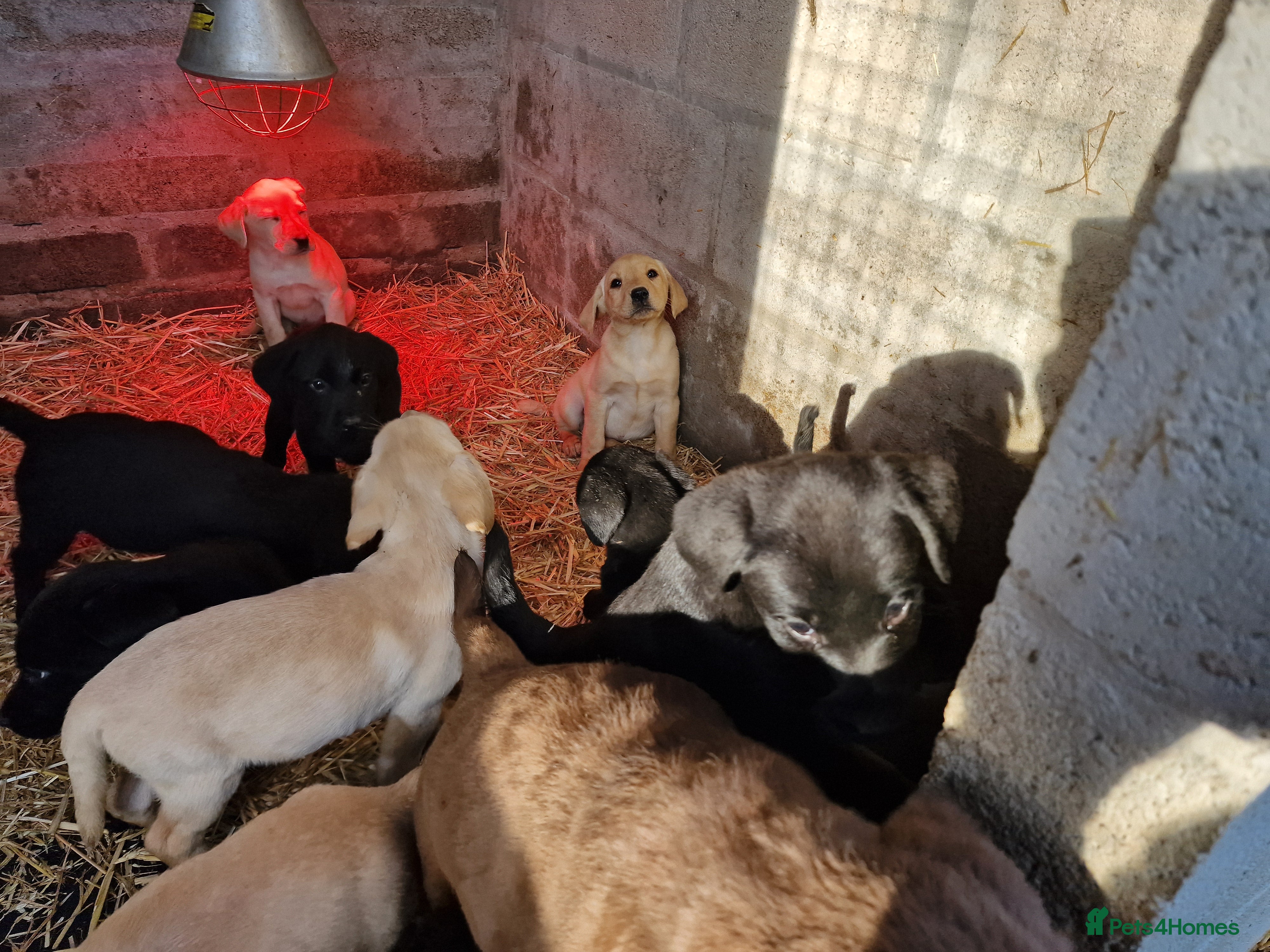 Labrador Retriever dogs 13 REALLY BEAUTIFUL LABRADOR PUPPIES  - Advert 1