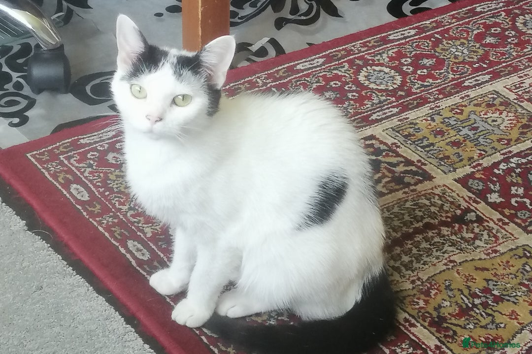 British Shorthair cats for sale: White and black female and male cats - Image 1