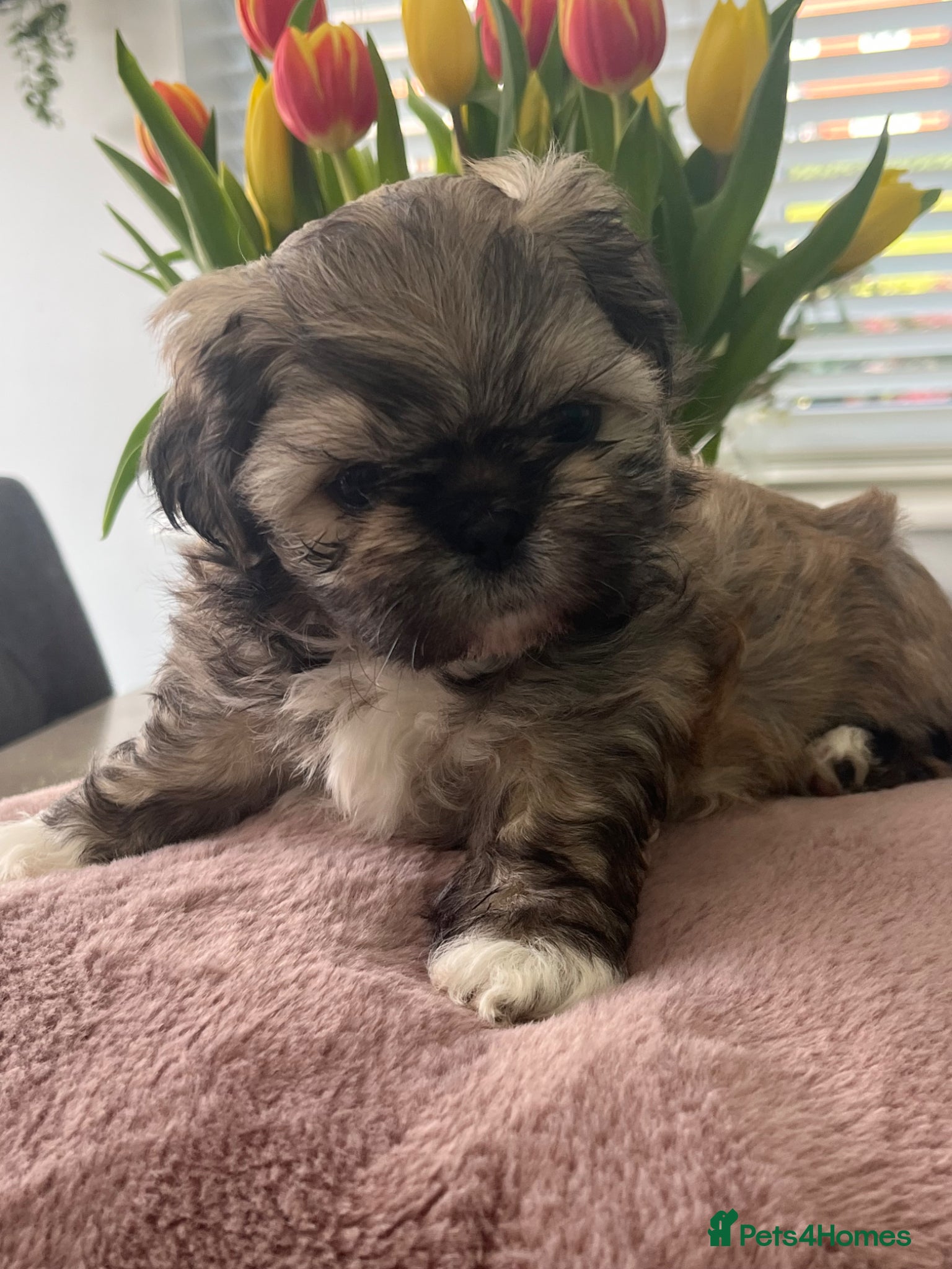 Shih Tzu dogs Shihtzu puppies for sale - Advert 3
