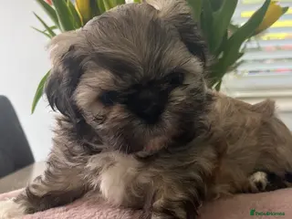 Shih Tzu dogs Shihtzu puppies for sale - Advert 1
