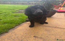 Cocker Spaniel dogs for stud: Working bread cocker spaniel  - Image 7