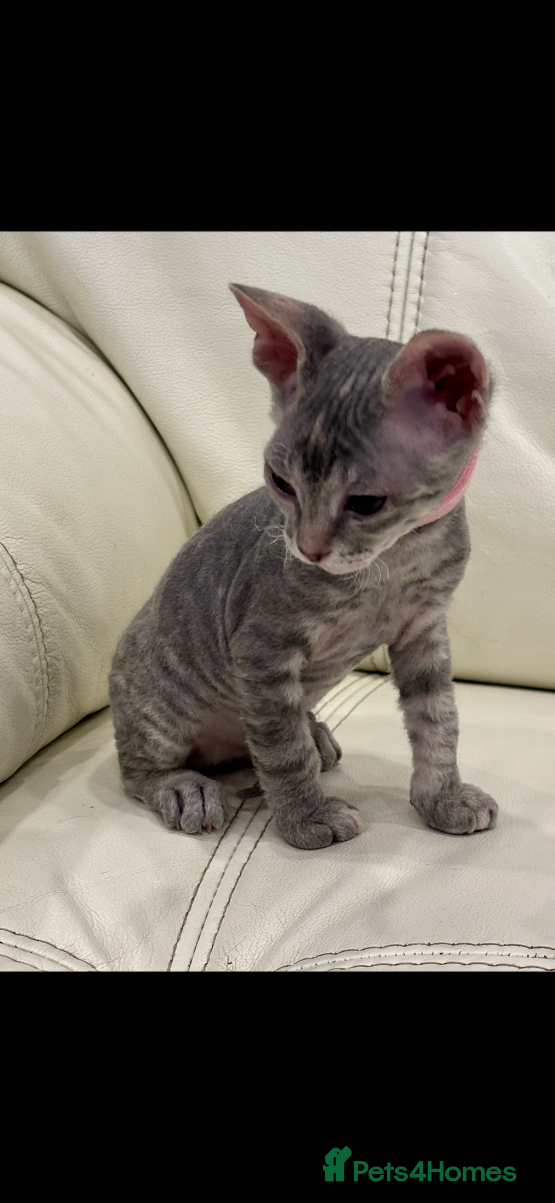 Sphynx cats for sale: Donskoy - Advert 29