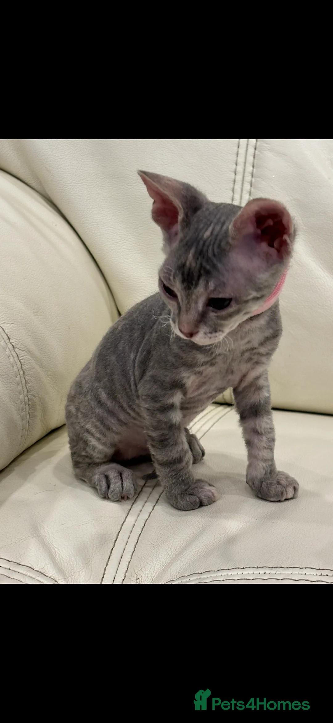 Sphynx cats for sale: Donskoy - Advert 29