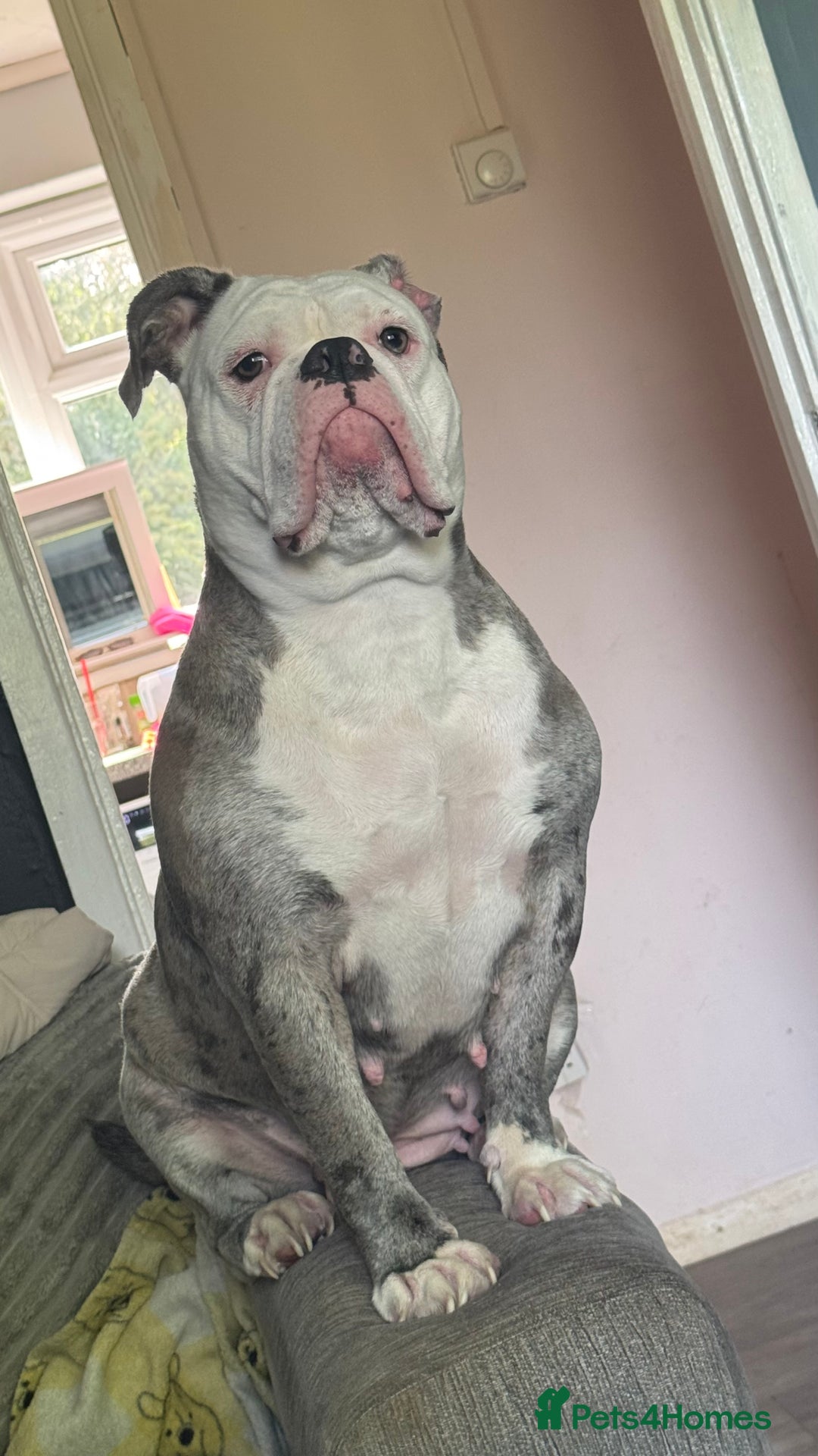 Old Tyme Bulldog dogs for sale: Old tyme English bulldog ( 3 years old )  - Image 2