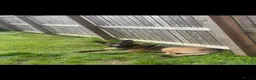 Mixed Breed dogs for sale: German shepherd x Belgian Malinois  - Advert 2