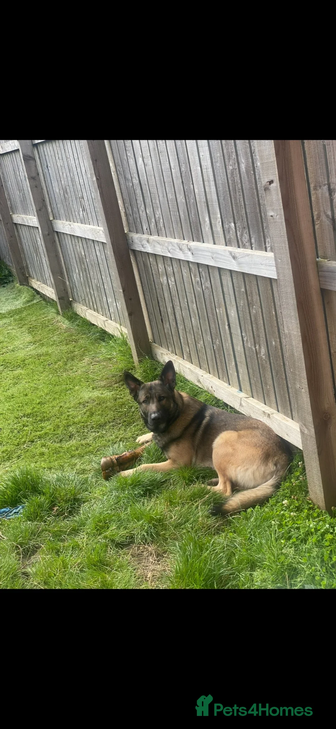 Mixed Breed dogs for sale: German shepherd x Belgian Malinois  - Advert 2