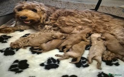 Cavapoo dogs for sale: 🧡 HEALTH TESTED F1B CAVAPOO  PUPPIES🧡 - Image 2