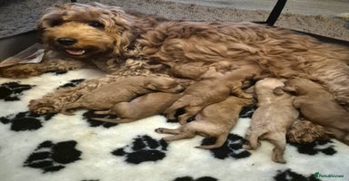 Cavapoo dogs - Advert 7