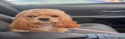 Cockapoo dogs for sale: American Cockapoo girl F1, 6 months old - Advert 5