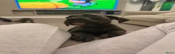 Cane Corso dogs for sale: 5* cane corsos for sale !!  - Advert 23