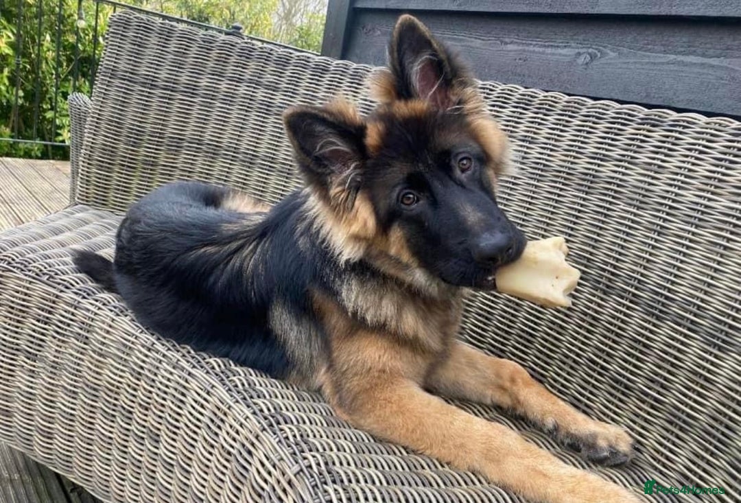German Shepherd dogs for sale: Long haired German Shepherd puppies - Image 15
