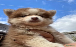 Pomsky dogs for sale: Pomsky puppies - Image 30