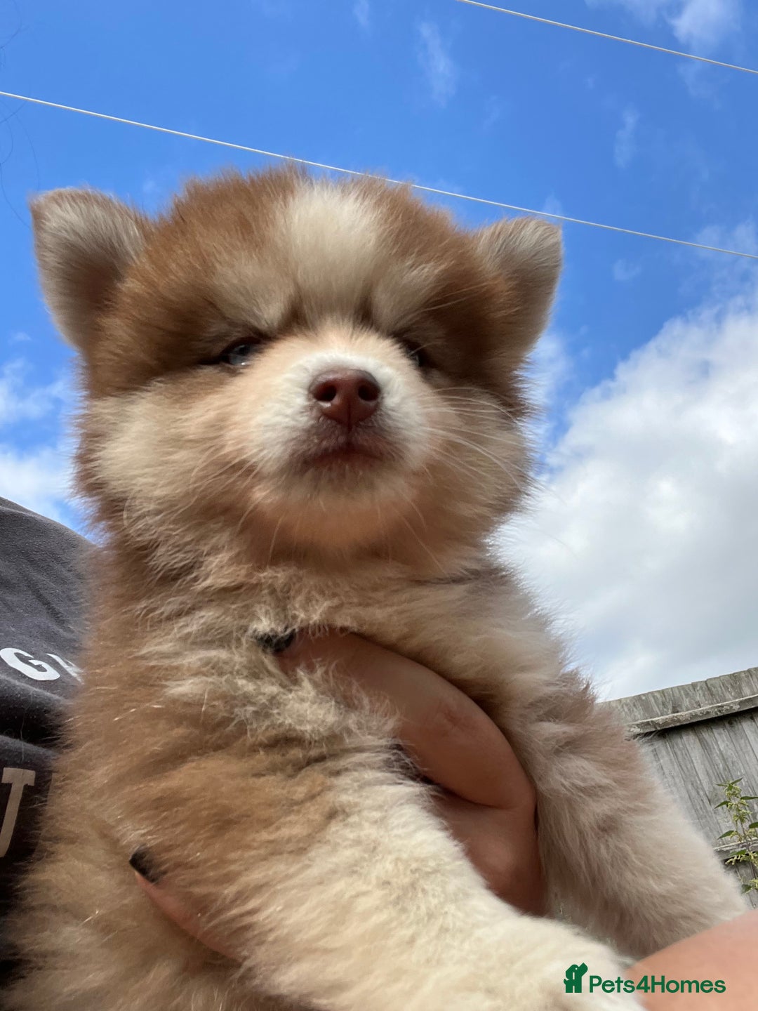 Pomsky dogs for sale: Pomsky puppies - Image 30