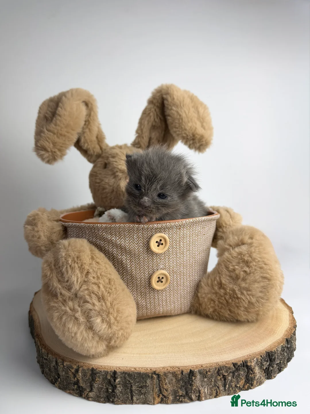 Ragcoon cats for sale: 🤍 RAGDOLL X MC KITTENS | HEALTH-TESTED PARENTS - Advert 22