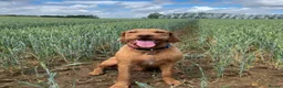 Hungarian Vizsla dogs for sale: Hungarian WIREHAIRED VIZSLA puppies KC reg'd  - Advert 10
