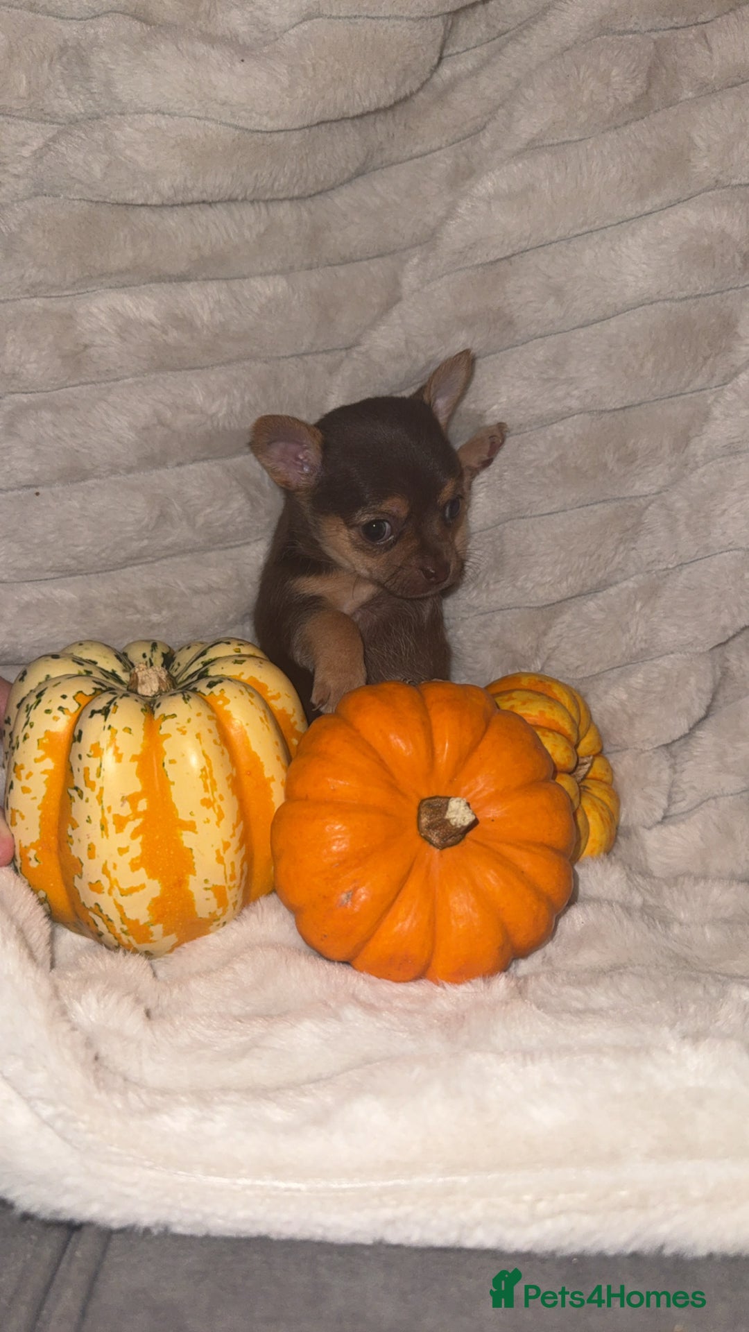 Chihuahua dogs for sale: 3 beautiful chihuahuas 2 girls 1 boy left  - Image 6