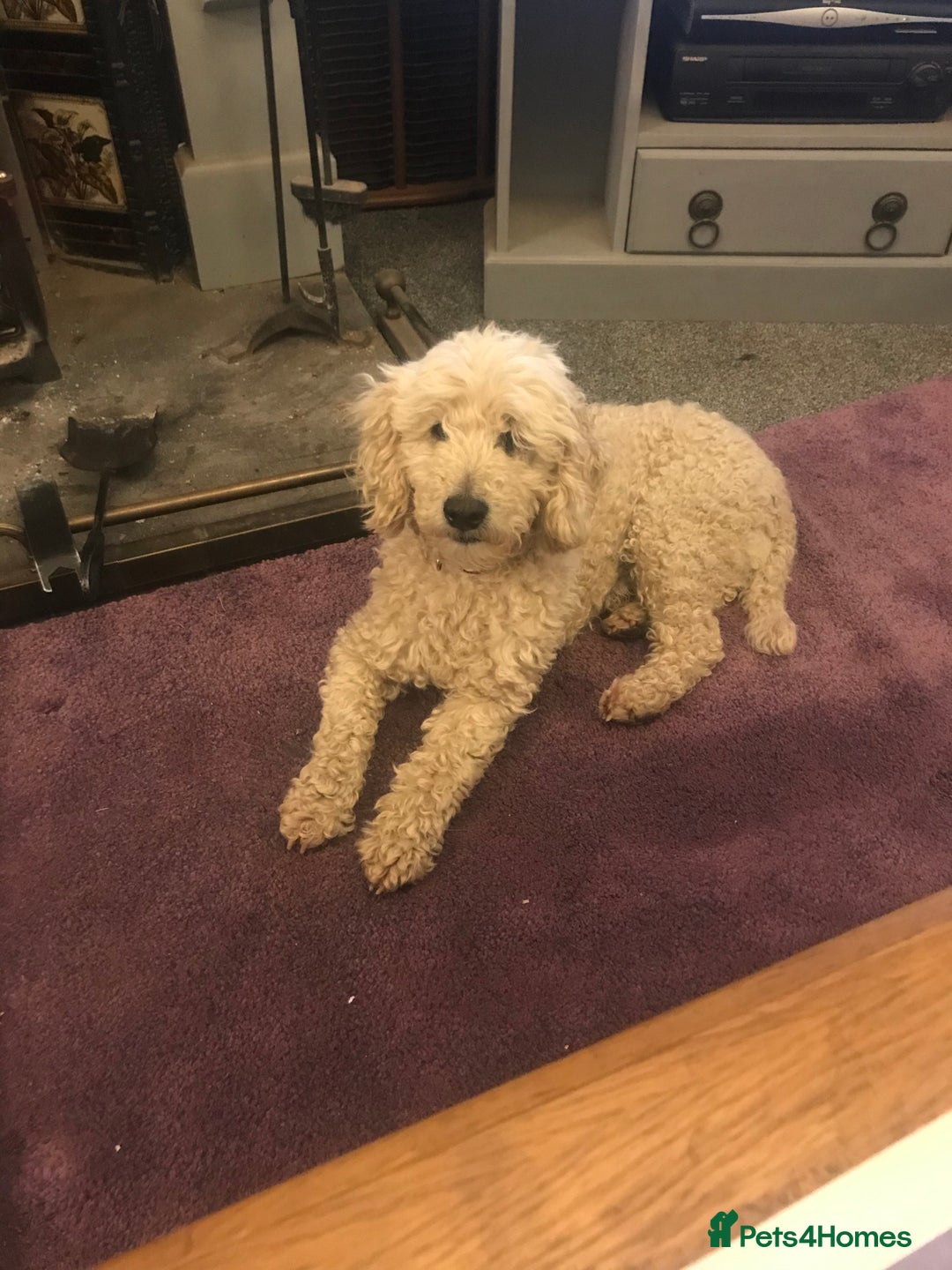 Bordoodle dogs for sale: BORDOODLE  adult neutered female  - Advert 10