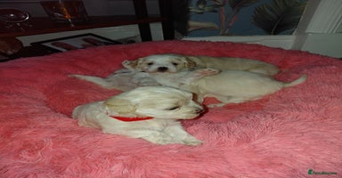 Maltipoo dogs F1 tiny adorable maltipoo  - Advert 4