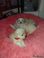 Maltipoo dogs F1 tiny adorable maltipoo - Advert 4