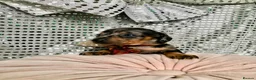 Miniature Dachshund dogs for sale: 🐶 4 miniature duschund puppies🐕 - Advert 6