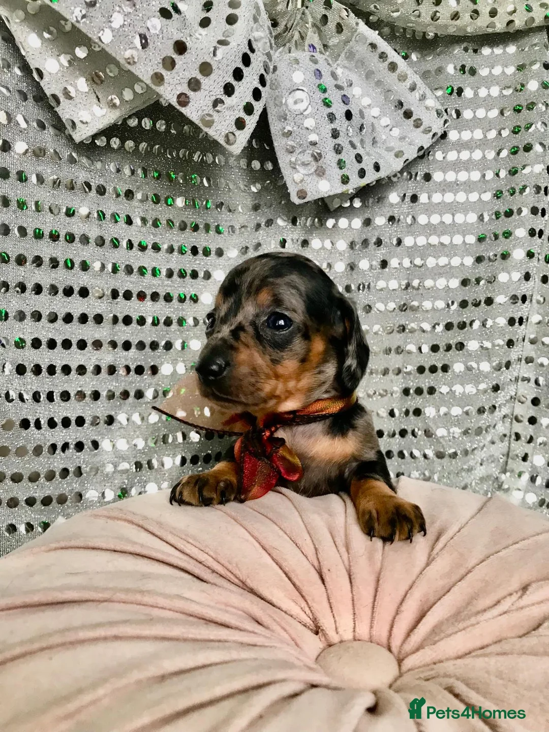 Miniature Dachshund dogs for sale: 🐶 4 miniature duschund puppies🐕 - Advert 6