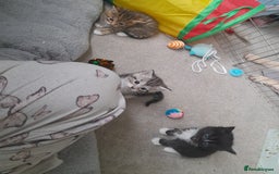 Bengal cats for sale: Bengal crossed tabby ready now  - Image 9