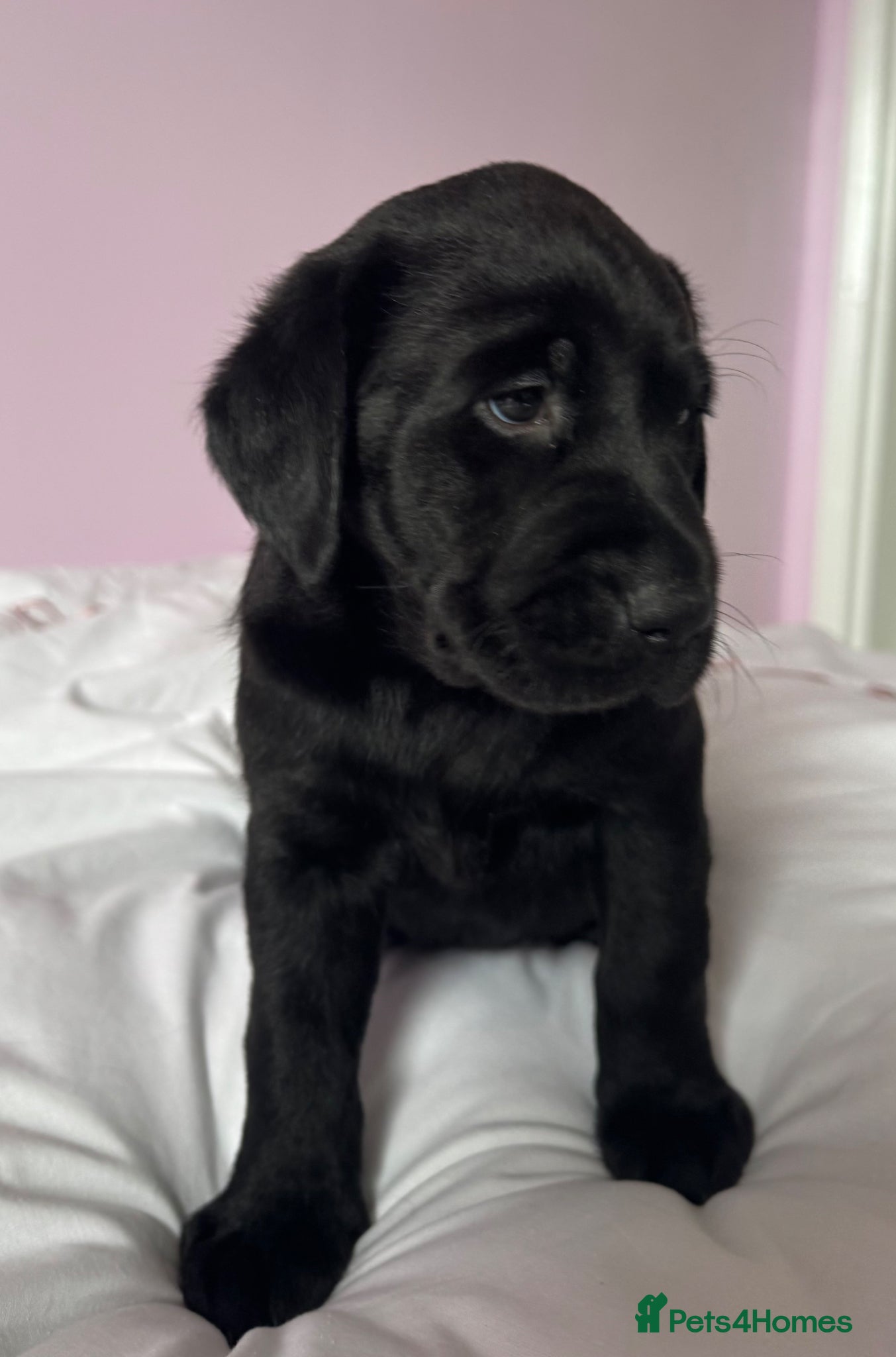 Labrador Retriever dogs Labrador pups fox red and black  - Advert 2