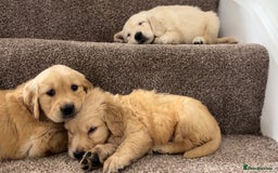 Golden Retriever dogs for sale: PEDIGREE HEALTH TESTED GOLDEN RETRIVER PUPPIES KC - Image 6
