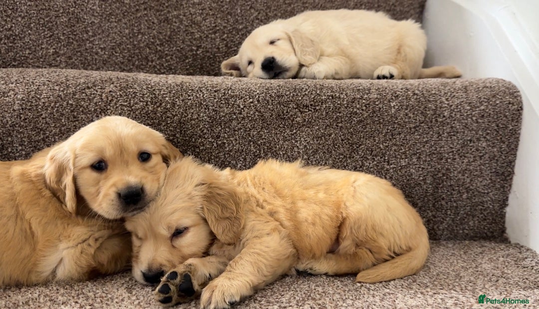 Golden Retriever dogs for sale: PEDIGREE HEALTH TESTED GOLDEN RETRIVER PUPPIES KC - Image 6