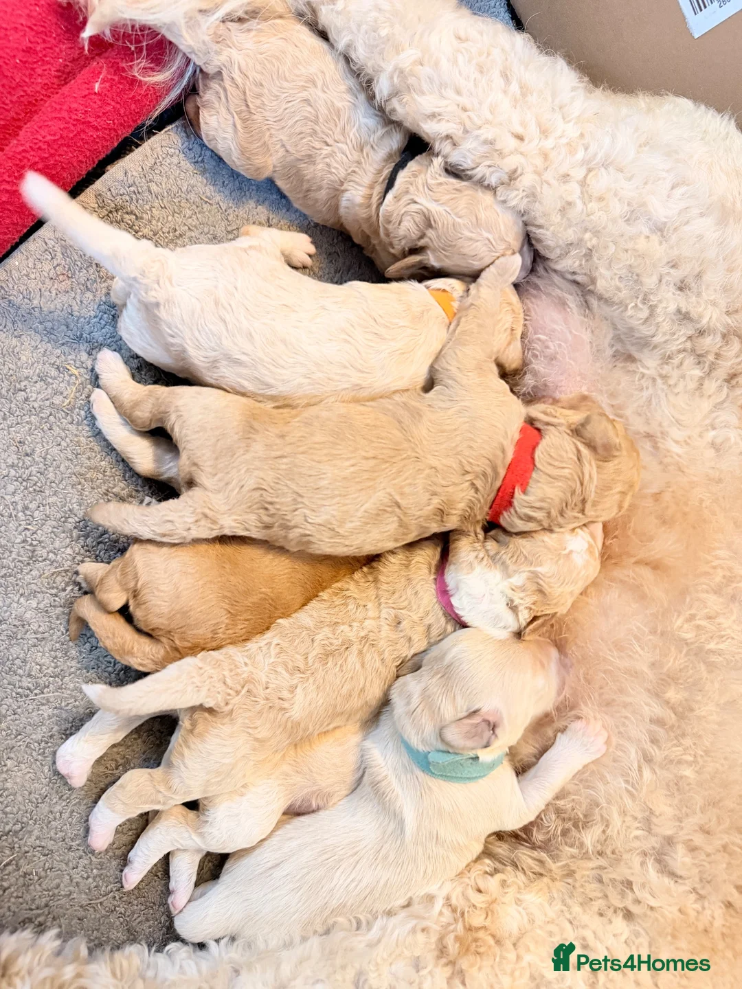 Australian Labradoodle dogs for sale: Australian double doodle puppies expected  - Advert 2