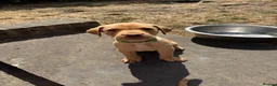 Labrador Retriever dogs for sale: Fox Red KC Labrador Puppies - Advert 23