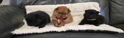 Pomeranian dogs for sale: Pretty cute Pomeranians  - Advert 17