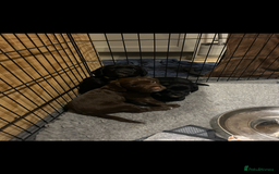 Sprocker dogs for sale: Beautiful Sprocker Puppies - Advert 5