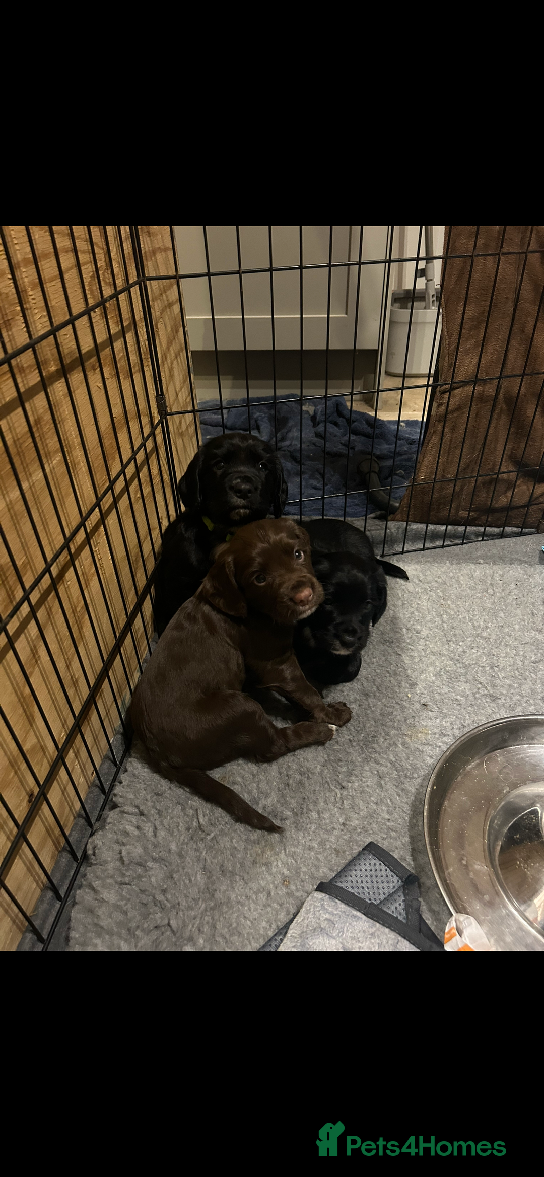 Sprocker dogs for sale: Beautiful Sprocker Puppies - Advert 5