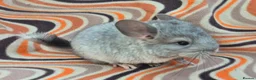 Chinchilla rodents for sale: Variety of chinchillas babys and adults - Advert 24