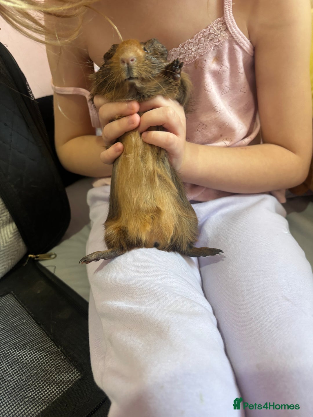 Guinea Pig rodents for sale: Baby piggies - Advert 7