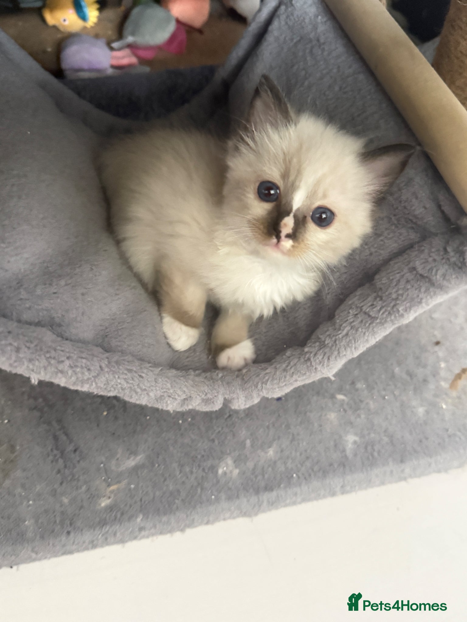 Ragdoll cats *** 3 Beautiful Pure Ragdoll Kittens left *** - Advert 12