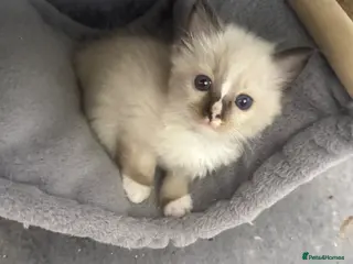 Ragdoll cats *** 3 Beautiful Pure Ragdoll Kittens left *** - Advert 12