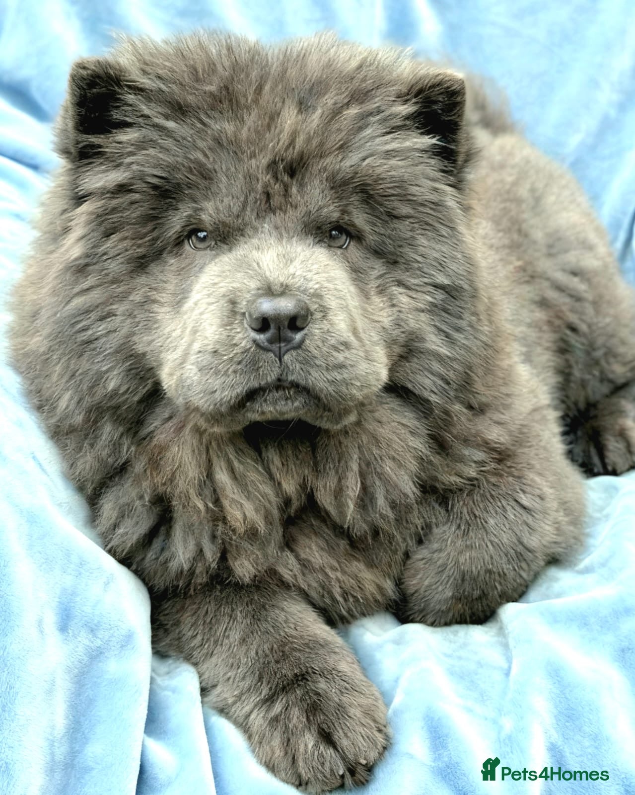 Chow Chow dogs KC Reg Chow Chow Puppies  - Advert 7