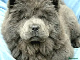 Chow Chow dogs KC Reg Chow Chow Puppies - Advert 7