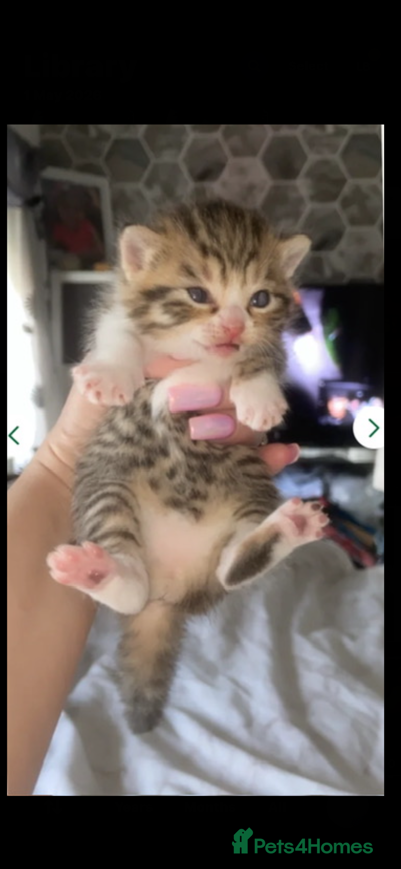 Mixed Breed cats Ready to go🥰2 x bengal/British shorthair babies  - Advert 4