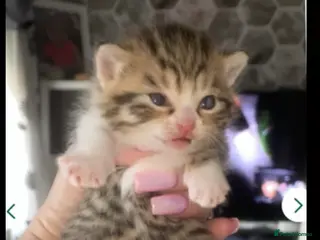 Mixed Breed cats Ready to go🥰2 x bengal/British shorthair babies - Advert 4