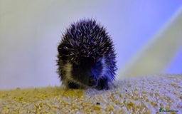 Pygmy Hedgehog rodents for sale: Males and a female pygmy hedgehogs - Image 4
