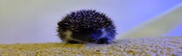 Pygmy Hedgehog rodents for sale: Males and a female pygmy hedgehogs - Advert 4