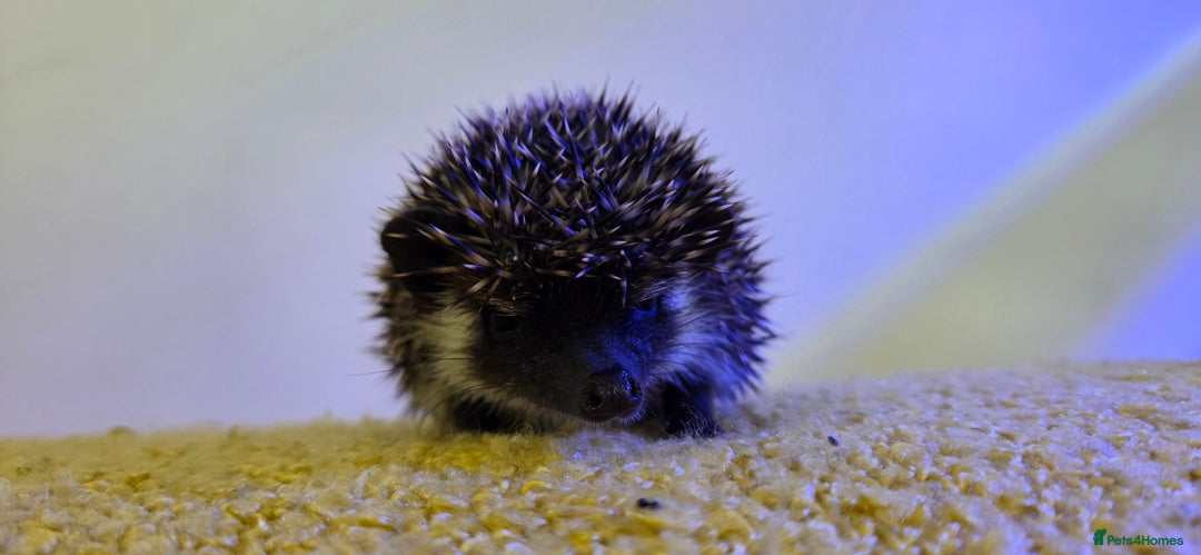 Pygmy Hedgehog rodents for sale: Males and a female pygmy hedgehogs - Image 4