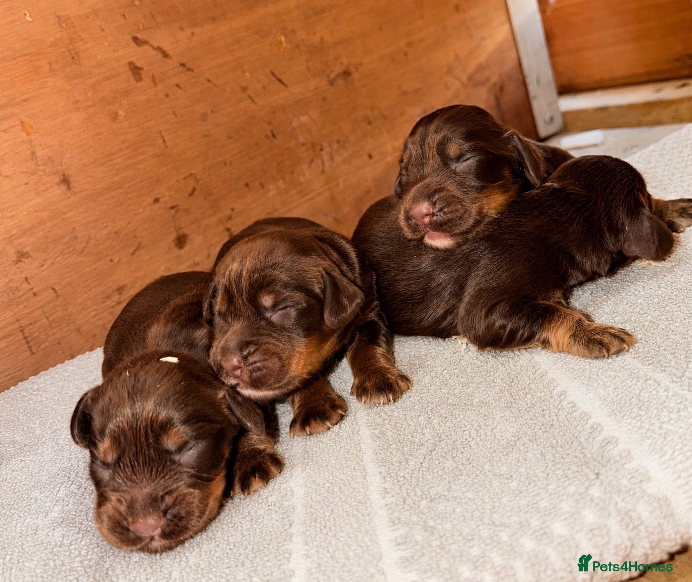 Cocker Spaniel dogs Tri coloured cocker spaniel puppies  - Advert 17