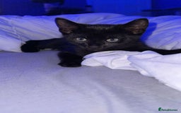 Bombay cats for sale: 🛑last kitten🛑 - Image 1