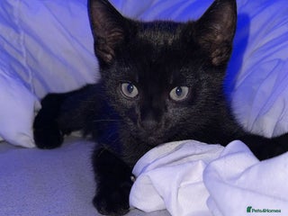 Bombay cats - Advert 1