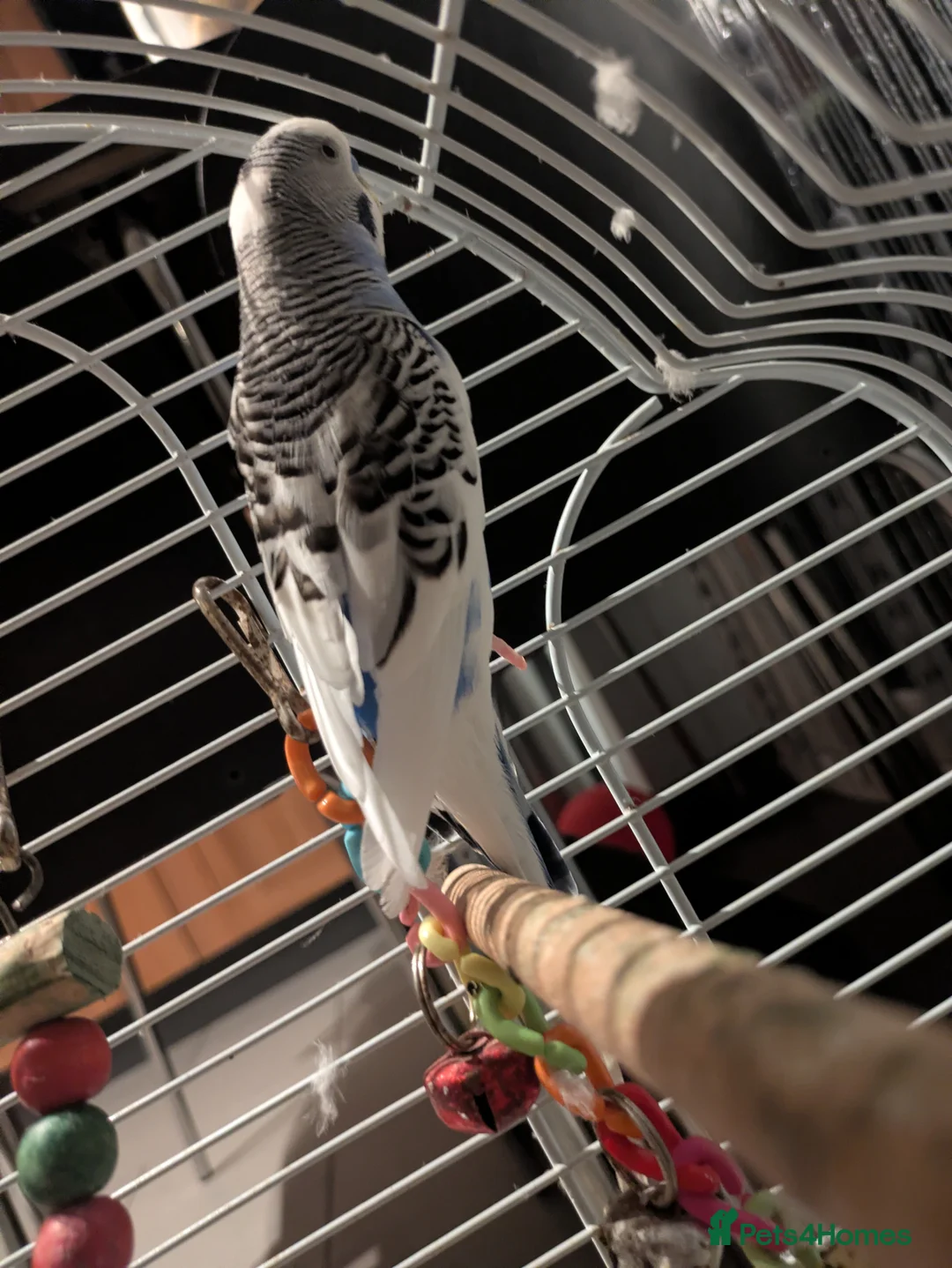 Budgerigars birds for sale: Blue budgie and cage for sale - Advert 4